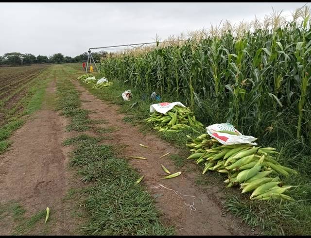 12HA FARM FOR SALE IN WEENEN
